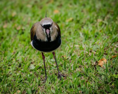 Farklı tüylere sahip eşsiz bir kuş yeşil çimlerin üzerinde görkemli bir şekilde poz verir. Meraklı bakışları ve kendine güveni doğanın güzelliğini yansıtıyor. Vahşi yaşamın özünü huzur içinde yakalıyor..