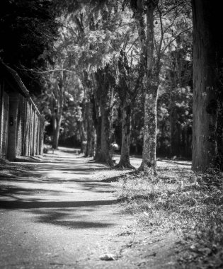 Parlak bir günde görkemli ağaçlarla kaplı sessiz ve sakin bir patika. Aydınlık ve karanlık arasındaki zıtlık, bu yolun doğal güzelliğini ve sükunetini arttırır..