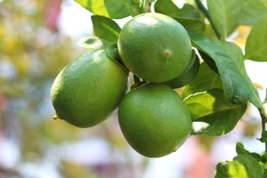 Ağaçta yeşil limon, güneşli bir gün, ağaçta limon hasat etmeye hazır.