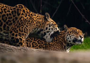 Leopar bir dişiye kur yapıyor. 