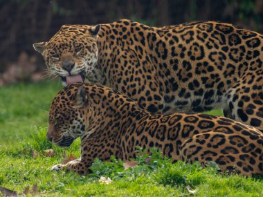 Leopar bir dişiye kur yapıyor. 