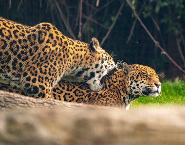 Leopar bir dişiye kur yapıyor. 