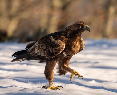 Altın kartal karı. Yüksek kalite fotoğraf