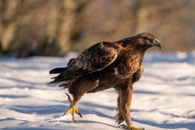 Altın kartal karı. Yüksek kalite fotoğraf
