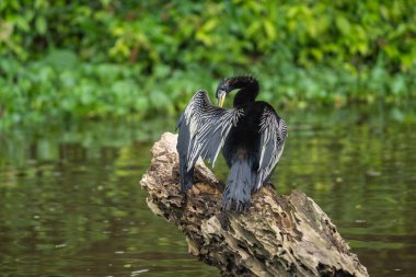 Görkemli bir karabatak, yeşil ve sakin sularla çevrili bir kütüğün üzerinde kanatlarını çırparak güzel bir sahne oluşturur.