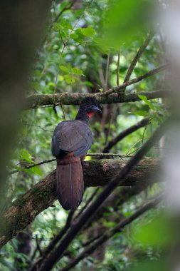 Canlı bir kuş, yemyeşil bir yağmur ormanının dalına dayanır. Güzellik ve çeşitlilik sergiler.