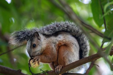 Canlı ve renkli bir orman ortamında meraklı küçük bir sincap ağaç dalında lezzetli bir atıştırmalığın tadını çıkarıyor.