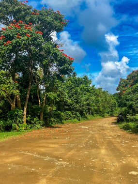 Bereketli yeşil ağaçlar ve parlak kırmızı çiçeklerle kaplanmış canlı bir tropikal ormanın içinden geçen huzurlu bir toprak yol doğaya manzaralı ve sakin bir kaçış sağlar..