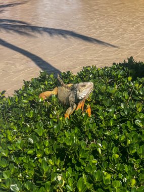 Çarpıcı bir iguana, tropik bir tatil beldesindeki yemyeşil çalıların üzerinde uzanırken sıcak güneşin tadını çıkarır. Vahşi yaşam ve tatil atmosferinin mükemmel bir karışımı..