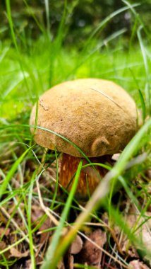 Ormandaki yeşil yosun üzerinde mantar. Kapat.