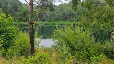 Ormandaki göl, yaz manzarası