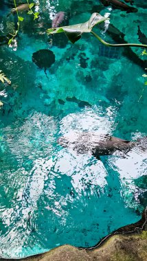 Akvaryumdaki mavi su