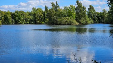 Ormanda ağaçların olduğu nehir.