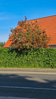 Yoldaki kırmızı ev