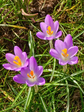 İlkbaharda bir çayırda tomurcuklanan tarla.