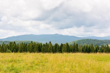 Tarlanın arkasındaki ormanla birlikte dağlardaki manzara. Bulutlu gökyüzü olan yaz doğası. kırsal arkaplan