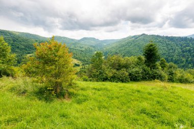 Yazın bir kırsal bölgenin dağ manzarası. Bulutlu gökyüzünün altında güzel doğa ortamı. Orman çayırın arkasındaki tepede