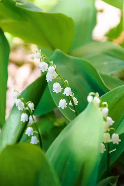 Vadideki Lily. Bahçede bahar çiçeği açar. Çiçeksel doğa geçmişi