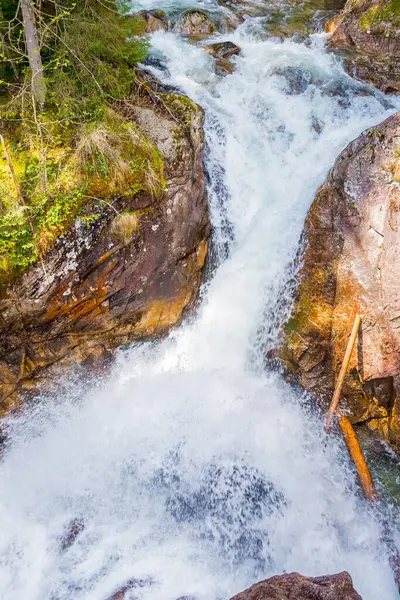 Ormandaki nehir manzarası. Ağaçlar arasında su akıyor. yeşil doğa