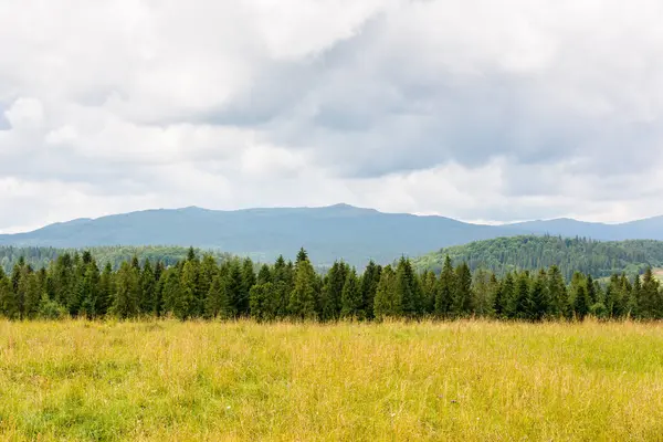 Tarlanın arkasındaki ormanla birlikte dağlardaki manzara. Bulutlu gökyüzü olan yaz doğası. kırsal arkaplan