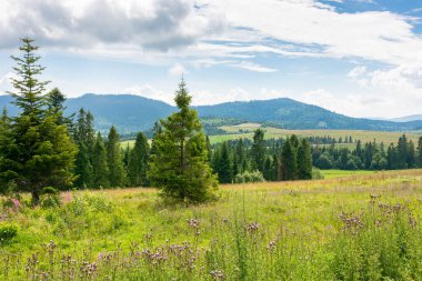 Dağlardaki kırsal alan. Orman yazın bulutlu gökyüzünün altında