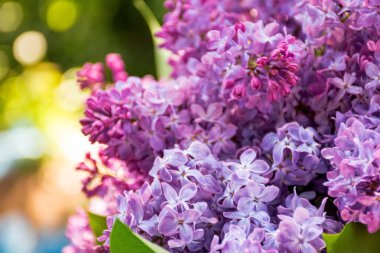 İlkbaharda leylak bitkisi. Çiçekli mor şırıngalı doğa arkaplanı