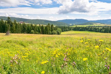 Yazın çim tarlası olan kırsal alan. Gökyüzünün altındaki güzel dağ manzarası ve arka planda bulutlar