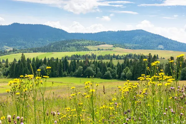 Yazın çim tarlası olan kırsal alan. Gökyüzünün altındaki güzel dağ manzarası ve arka planda bulutlar
