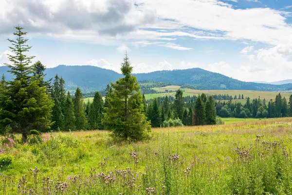 Dağlardaki kırsal alan. Orman yazın bulutlu gökyüzünün altında