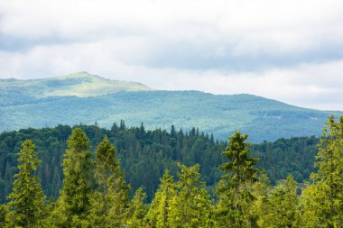 Yazın bulutlu bir gökyüzünün altındaki dağın önündeki bir tepede kozalaklı orman. Seyahat için güzel manzara arka planı