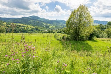 Yazın kırsal dağ manzarası. Ukrayna 'nın dağları. Çimen tarlasında büyük yaprak döken ağaçla güzel bir manzara. Orman uzak tepenin altında mavi gökyüzünün altında bulutlarla. Vadideki köy