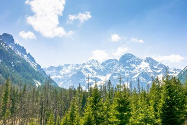 Baharda yüksek Tatra dağının köknar ormanı. Görkemli kaya zirvesinin üzerinde mavi gökyüzü olan doğa manzarası. Avrupa 'nın güzel dağlık seyahat yeri. Polonya 'da pitoresk açık hava macerası