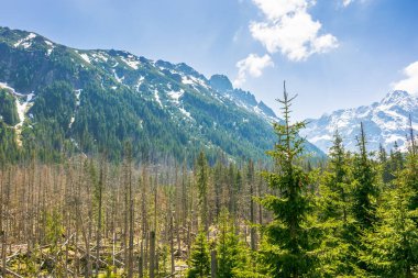 Baharda yüksek Tatra dağının köknar ormanı. Görkemli kaya zirvesinin üzerinde mavi gökyüzü olan doğa manzarası. Avrupa 'nın güzel dağlık seyahat yeri. Polonya 'da pitoresk açık hava macerası