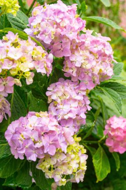 Ortanca, yazın renkli çiçeklerle bahçede çiçek açar. Yağmurdan sonra ıslak yeşil yapraklı güzel hortensiya bitkisinin çiçek arkaplanı.