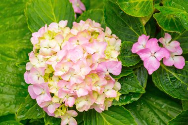 Ortanca, yazın renkli çiçeklerle bahçede çiçek açar. Yağmurdan sonra ıslak yeşil yapraklı güzel hortensiya bitkisinin çiçek arkaplanı.