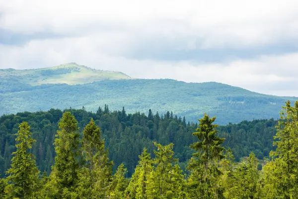 Yazın bulutlu bir gökyüzünün altındaki dağın önündeki bir tepede kozalaklı orman. Seyahat için güzel manzara arka planı