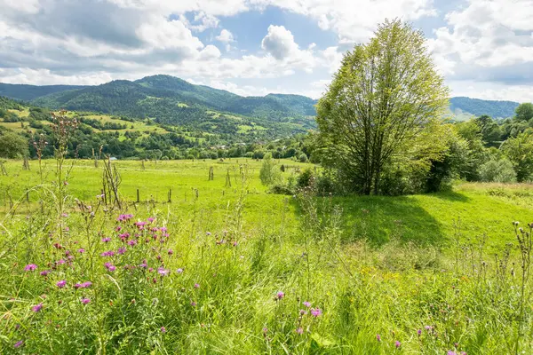 Yazın kırsal dağ manzarası. Ukrayna 'nın dağları. Çimen tarlasında büyük yaprak döken ağaçla güzel bir manzara. Orman uzak tepenin altında mavi gökyüzünün altında bulutlarla. Vadideki köy