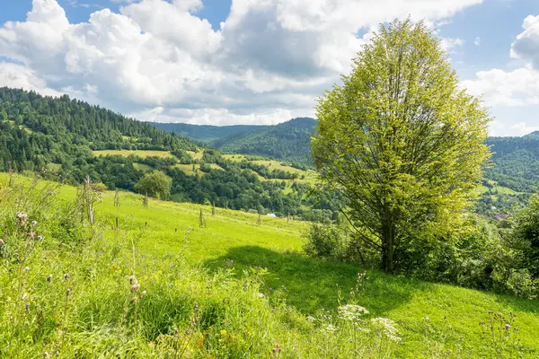 Yazın kırsal dağ manzarası. Güneşli bir gün. Çimen tarlasında yaprak döken ağaçla güzel bir manzara. Orman uzak tepenin altında mavi gökyüzünün altında bulutlarla. cennet gibi kırsal duvar kağıtları