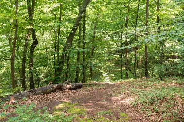 Yazın kayın ormanının yeşil doğa ortamı. Güneşli bir günde ilkel Karpat ormanları. Macera için doğal arkaplan 