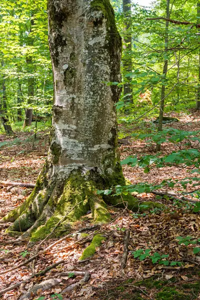 Yazın kayın ormanının yeşil doğa ortamı. Avrupa 'nın vahşi ormanlık manzarası. Macera için doğal arkaplan 