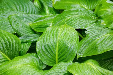 ıslak yeşil yapraklar arka plan. Doğada taze bitki