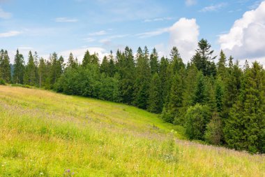 Yeşil tepedeki orman. Yazın kırsal alan
