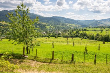 Yazın kırsal alan. Tepelerdeki yeşil tarlalar