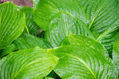 ıslak yeşil yapraklar arka plan. Doğada taze bitki