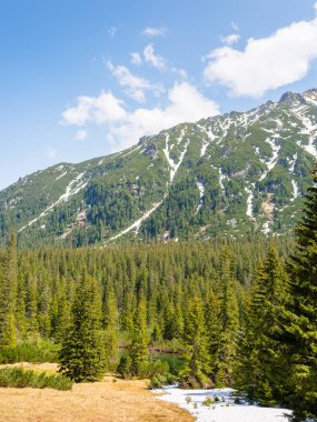 Ormanı ve uzak tepeleri olan dağ manzarası. Baharda yeşil doğa ortamı
