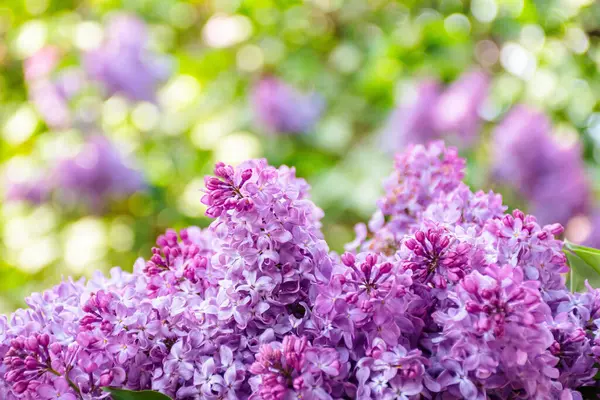 Çiçekli mor leylak. İlkbaharda güzel çiçek arkaplanı