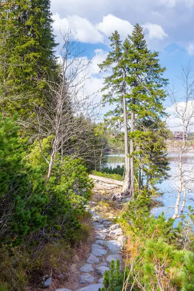 Ağaçlar arasında patika yolu olan manzara. İlkbaharda orman doğası