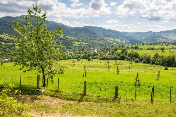 Yazın kırsal alan. Tepelerdeki yeşil tarlalar