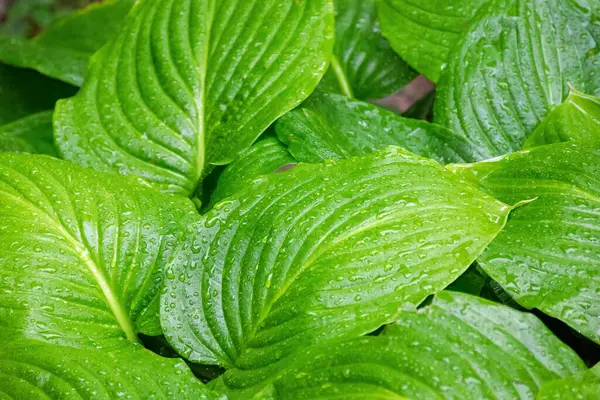 ıslak yeşil yapraklar arka plan. Doğada taze bitki