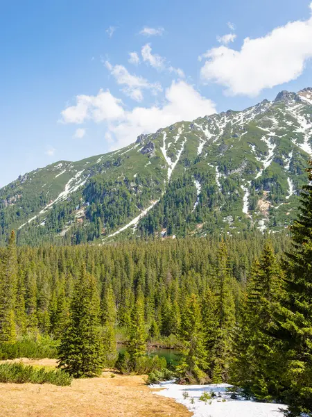 Ormanı ve uzak tepeleri olan dağ manzarası. Baharda yeşil doğa ortamı